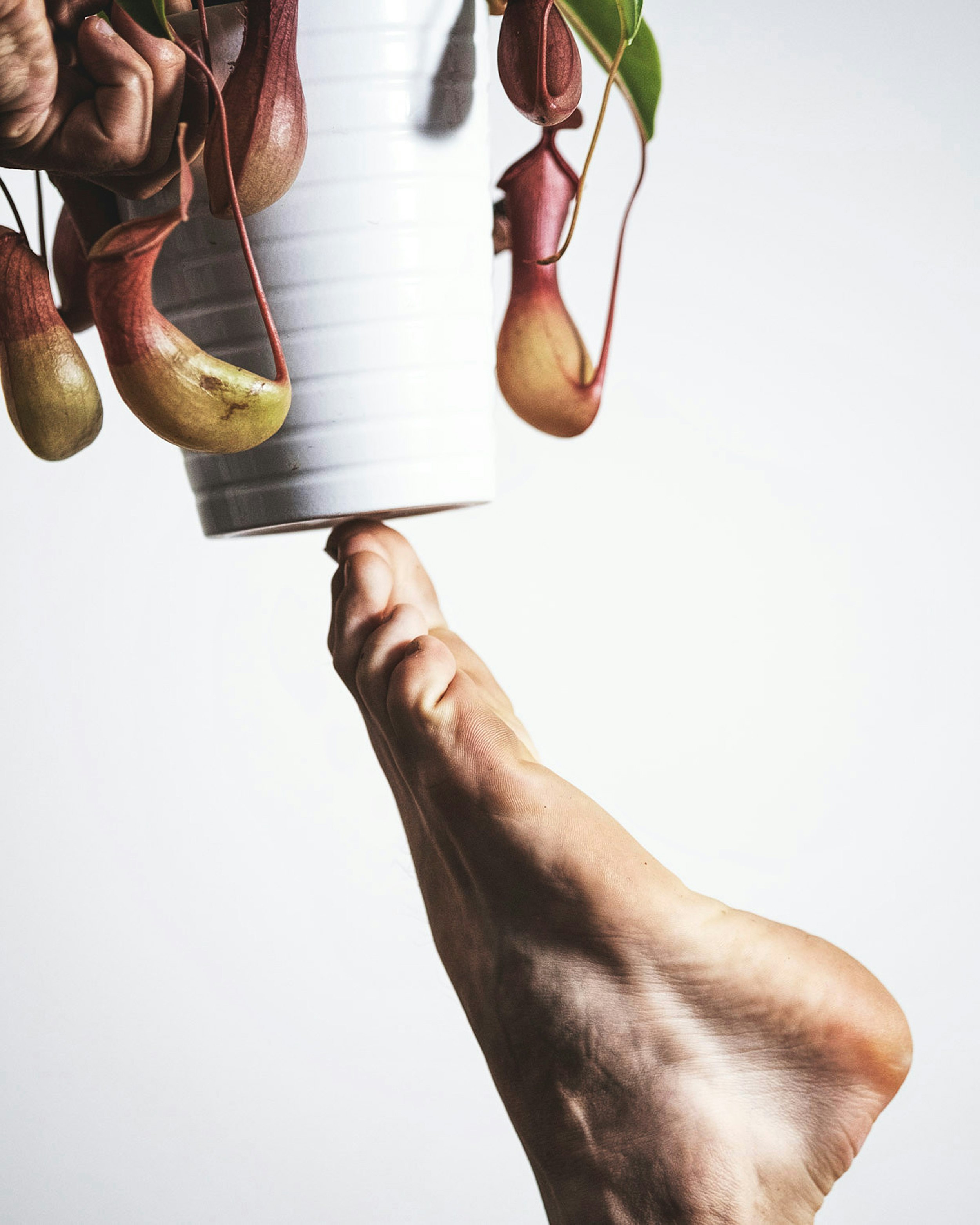 person holding brown and white shoes